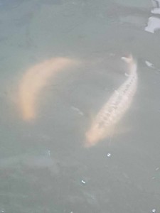 golden-head-arowana-1